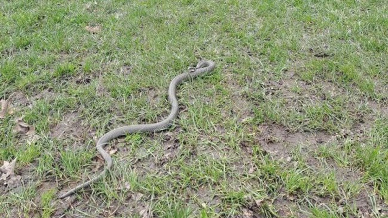 На Волині на дитмайданчик заповзла змія.ФОТО