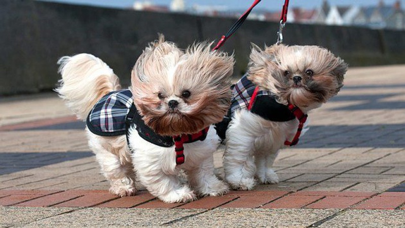 Жовтий рівень небезпеки: лучан попереджають про сильний вітер