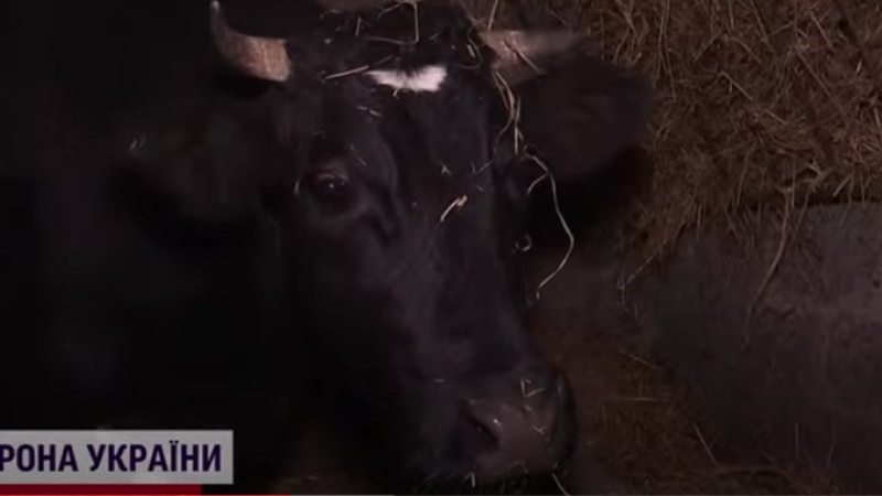 Дивовижний порятунок: на Волинь з-під обстрілів евакуювали корову Маню