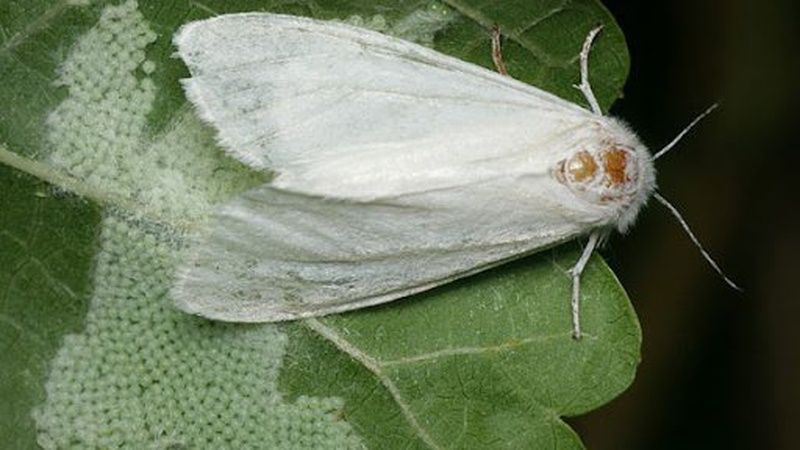 У ще одній громаді на Волині карантин через виявлення особливо небезпечного шкідника