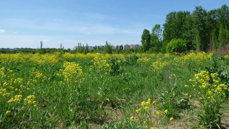 На Волині аграрій повернув земельну ділянку громаді вартістю понад 65 мільйонів гривень