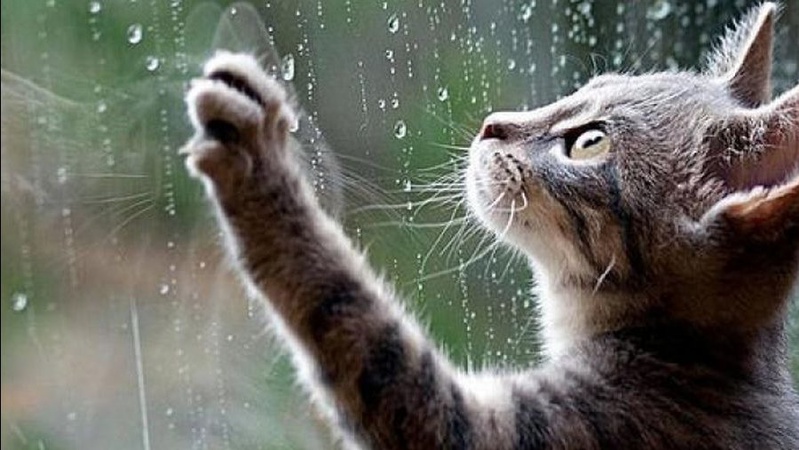 В Україні завтра дощитиме на сході і заході, вдень - до +17°