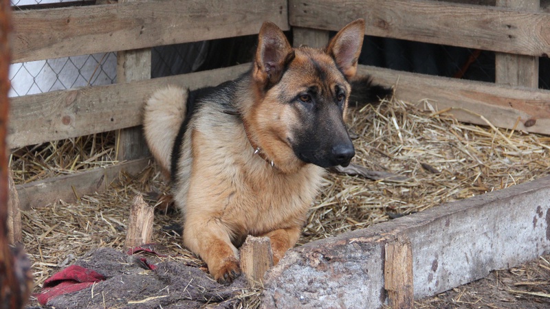 У волинській теробороні служить вівчарка, яка ходить у наряди. ФОТО