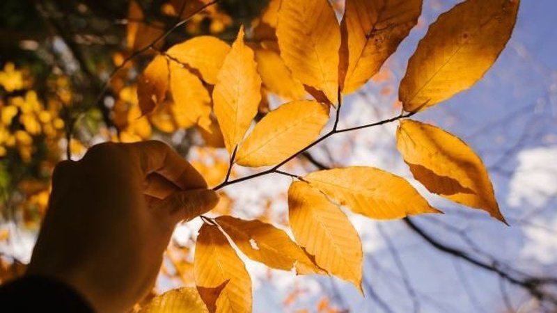 Яка погода очікується завтра, 13 листопада