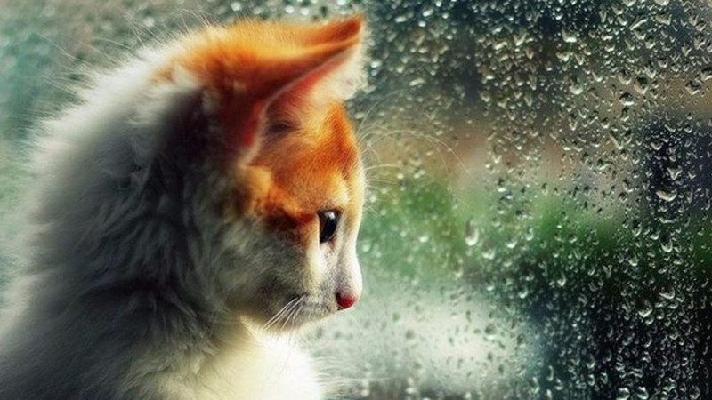 Короткочасні дощі та місцями грози: прогноз погоди на 6 квітня