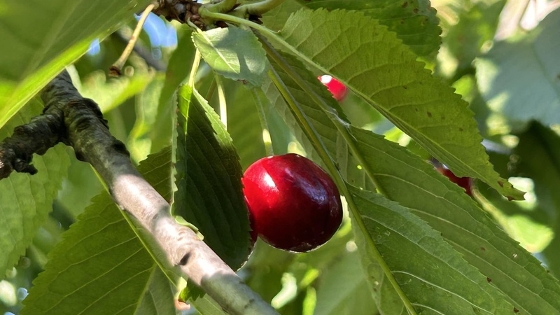 Спека до +37, а подекуди комфортні +23: якою буде погода в Україні завтра