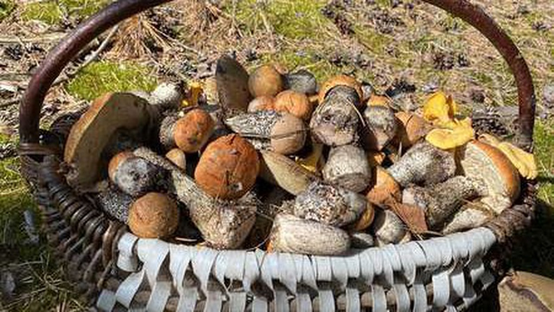 На Волині – грибний бум. ФОТО