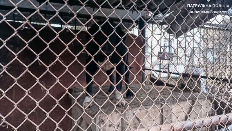 У Луцьку собаки загризли домашнього кота