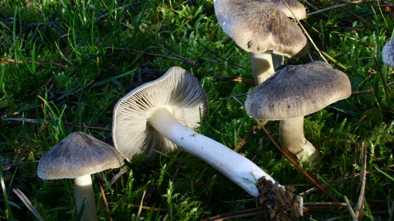 Їли сироїжки і рядівки: на Волині перші в цьому році отруєння грибами