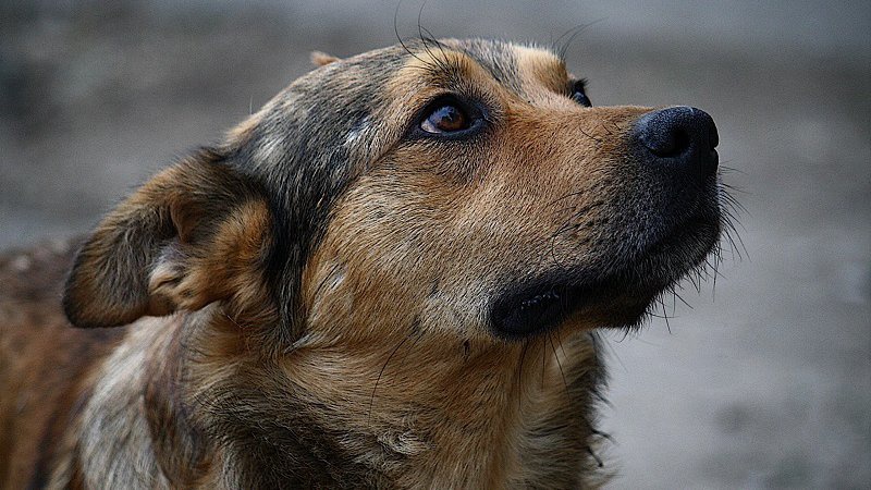 На Волині чоловік перерізав горло собаці на очах у дітей