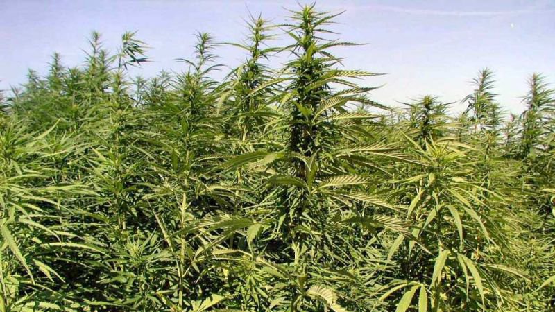За вирощування конопель волинянину загрожує до 7 років позбавлення волі