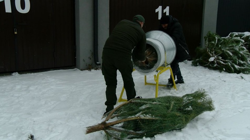 Лісівники Волині планують продати новорічних ялинок і сосен на 10 тисяч менше, ніж торік
