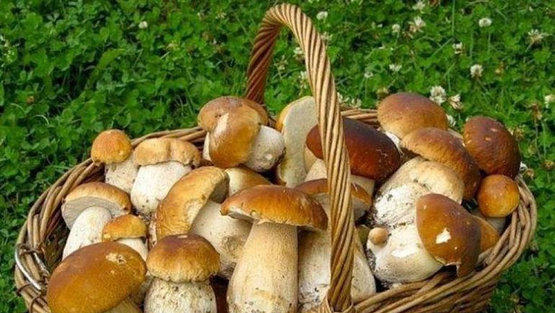 У волинських лісах «пішли» білі гриби: де їх шукати