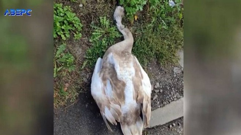 У Луцьку невідомі вбили лебедя