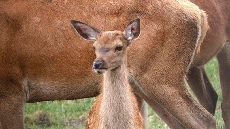 На Волині єгері показали, як живуть маленькі оленята