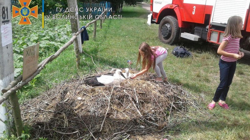 На Волині рятувальники повернули на місце лелече гніздо