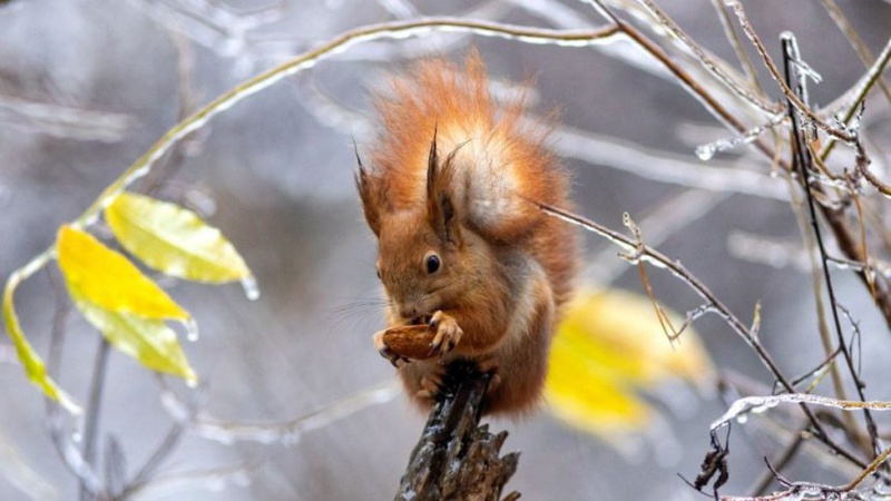 Мокрий сніг, ожеледиця й туман: де чекати негоди 28 листопада