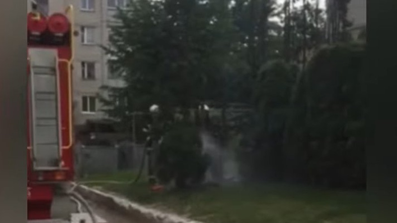 У Луцьку біля стоматклініки горіли дерева