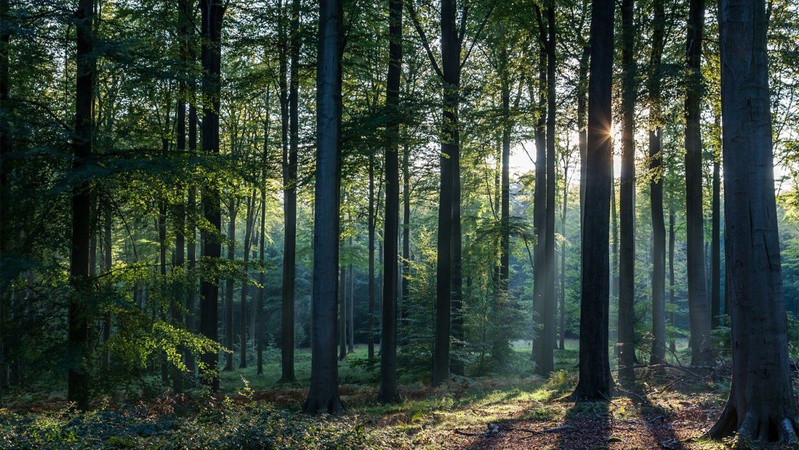 На Волині майже 2,5 га лісів вартістю понад 9 мільйонів гривень повернули у власність держави