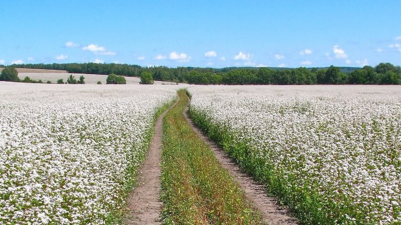 Україна сіла на «гречкову голку» Росії - Сергій Громовий