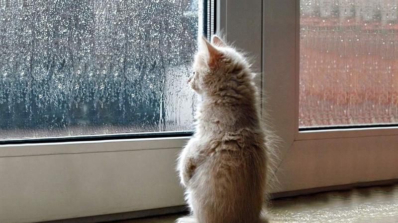 Місцями невеликий дощ та мокрий сніг: прогноз погоди на 13 березня