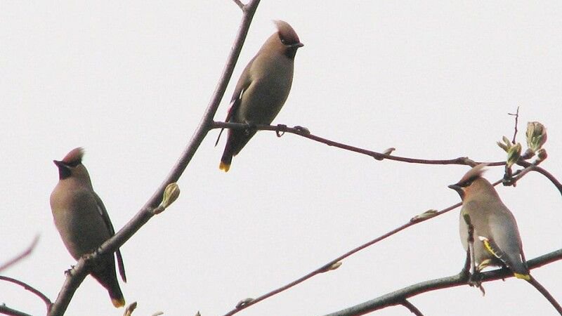 На Волині зафіксували рекордну кількість омелюхів