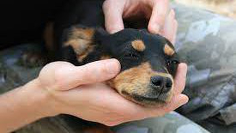 Поїдання домашніх тварин стало трендом серед загарбників: перехоплена розмова