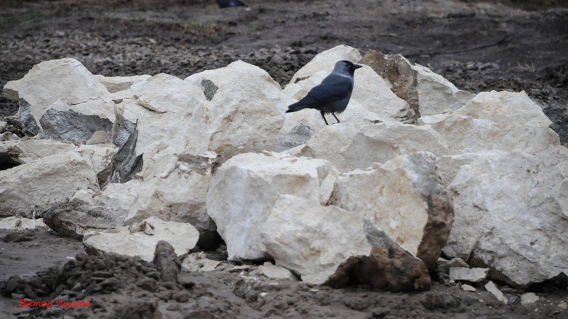 У Луцьку знищили скульптури відомих українських митців. ФОТО