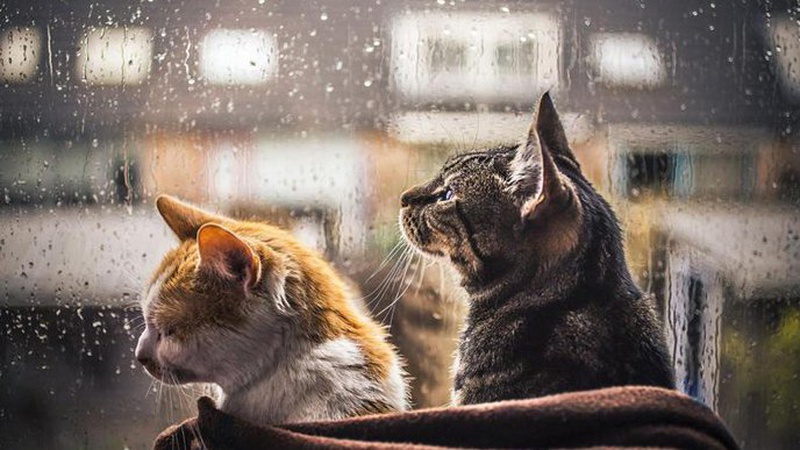 Чи дощитиме завтра – 18 серпня