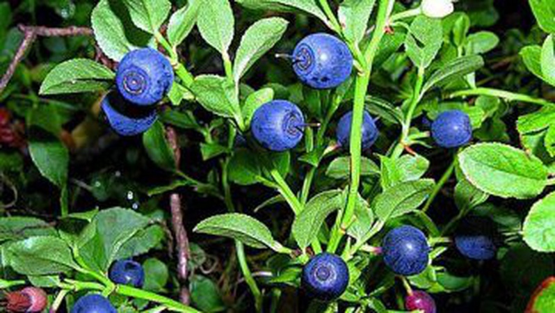 На Волині заготували майже 1 400 тонн чорниць