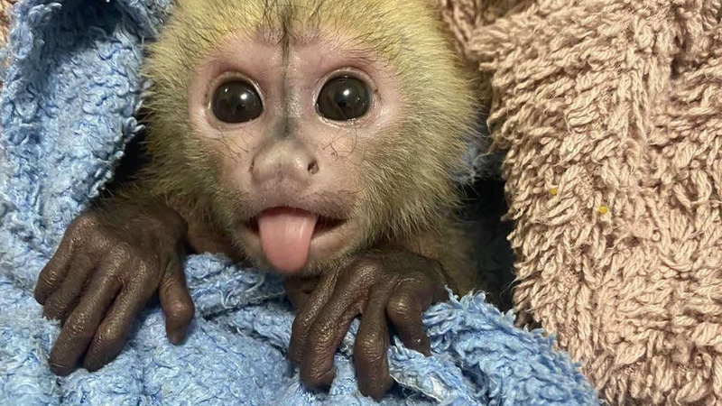 У Луцькому зоопарку на 7 місяців «всиновили» капуцина Деміка