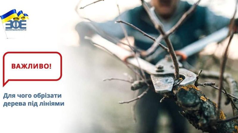 Волинські енергетики просять волинян пообрізати дерева біля електромереж