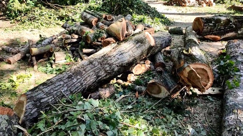 У Луцьку комунальники видаляють дерева. ВІДЕО