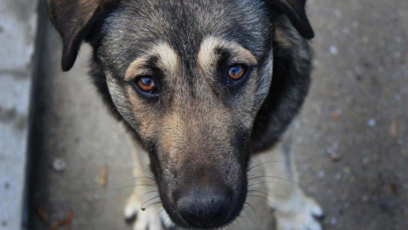 Волинянина судитимуть за жорстоке вбивство собаки