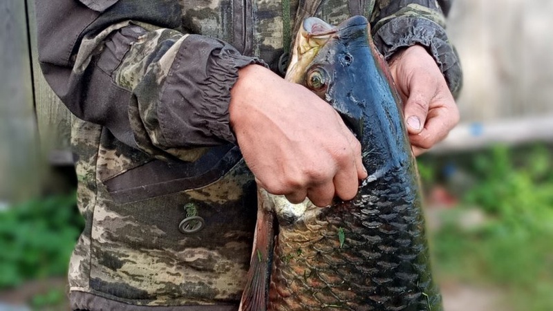 Волиняни зловили 18-кілограмового білого амура