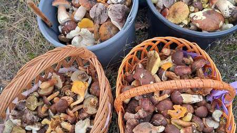 На Волині у листопаді триває грибний сезон