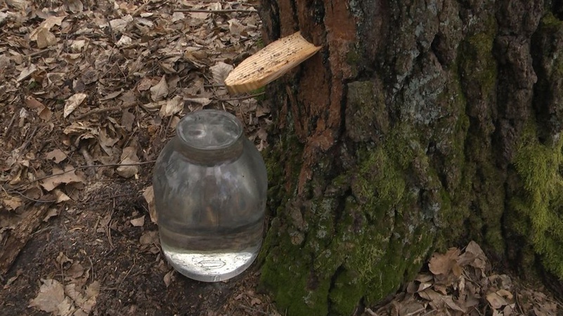 Волинянам розповіли секрети заготівлі та консервування березового соку