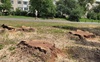 У луцькому сквері зрізають дерева