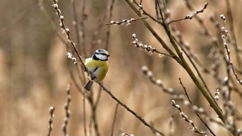 Україні у четвер прогнозують до +13°, дощ і мокрий сніг