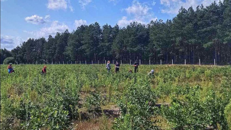 У Ковельському районі виявили 26 неоформлених працівників