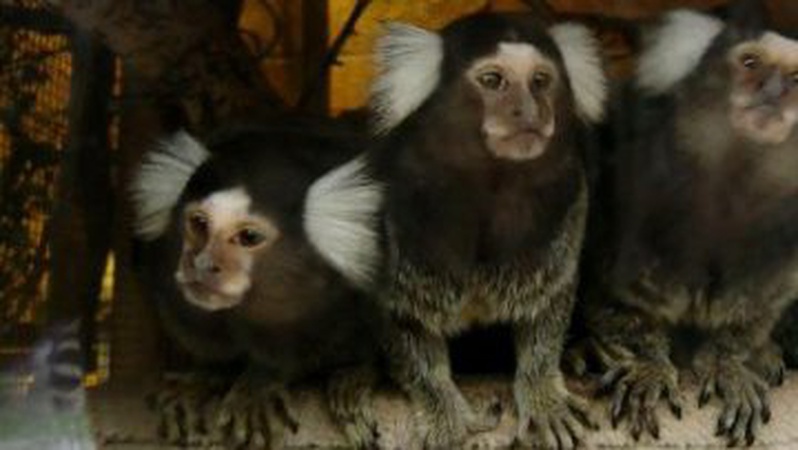 У Луцькому зоопарку чекають на генератори: як працює заклад без світла