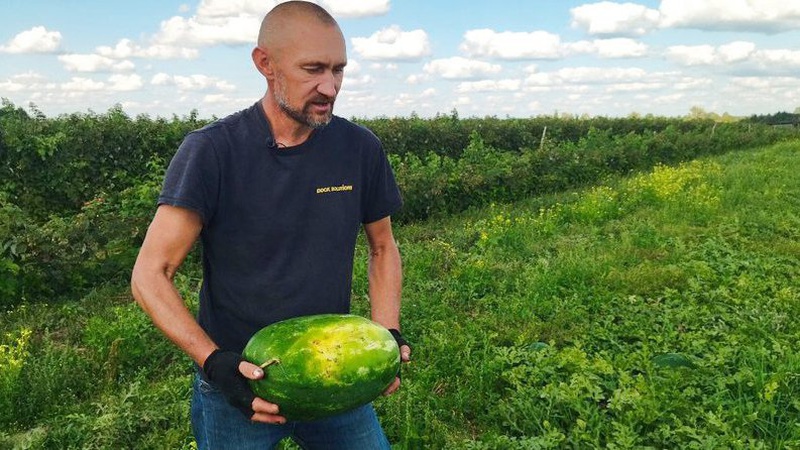 Фермер з Волині вирощує великі кавуни