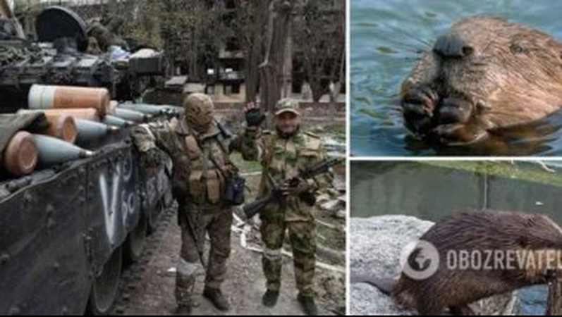 На Волині популяція бобрів ускладнює можливий наступ з білорусі