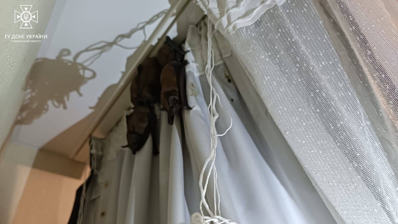 У квартиру лучан через вікна залетіло близько 30 кажанів: допомагали рятувальники. ФОТО