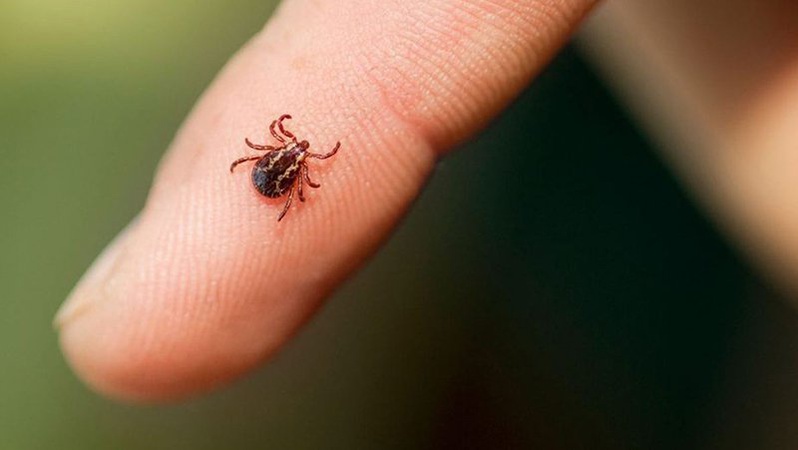 Волинян атакують кліщі