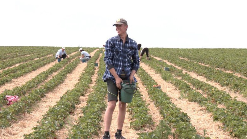 Як у селі на Волині вирощують полуницю
