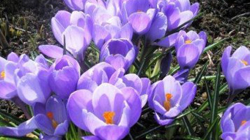 Невеликий дощ у низці областей: прогноз погоди на 10 березня