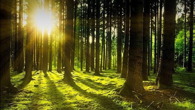 На Волині через суд повернули державі ліси вартістю 11 млн грн