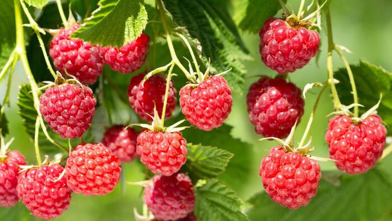 Ціни на малину «перегнали» черешню: скільки коштує плід