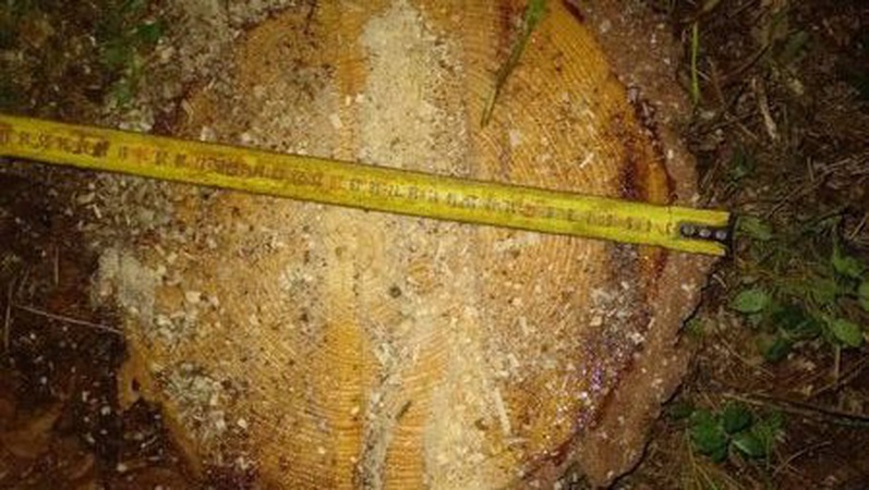 На Волині завдяки фотопасткам встановили крадіїв лісу